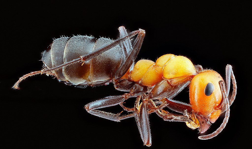 Ant Control service in Olympia, WA