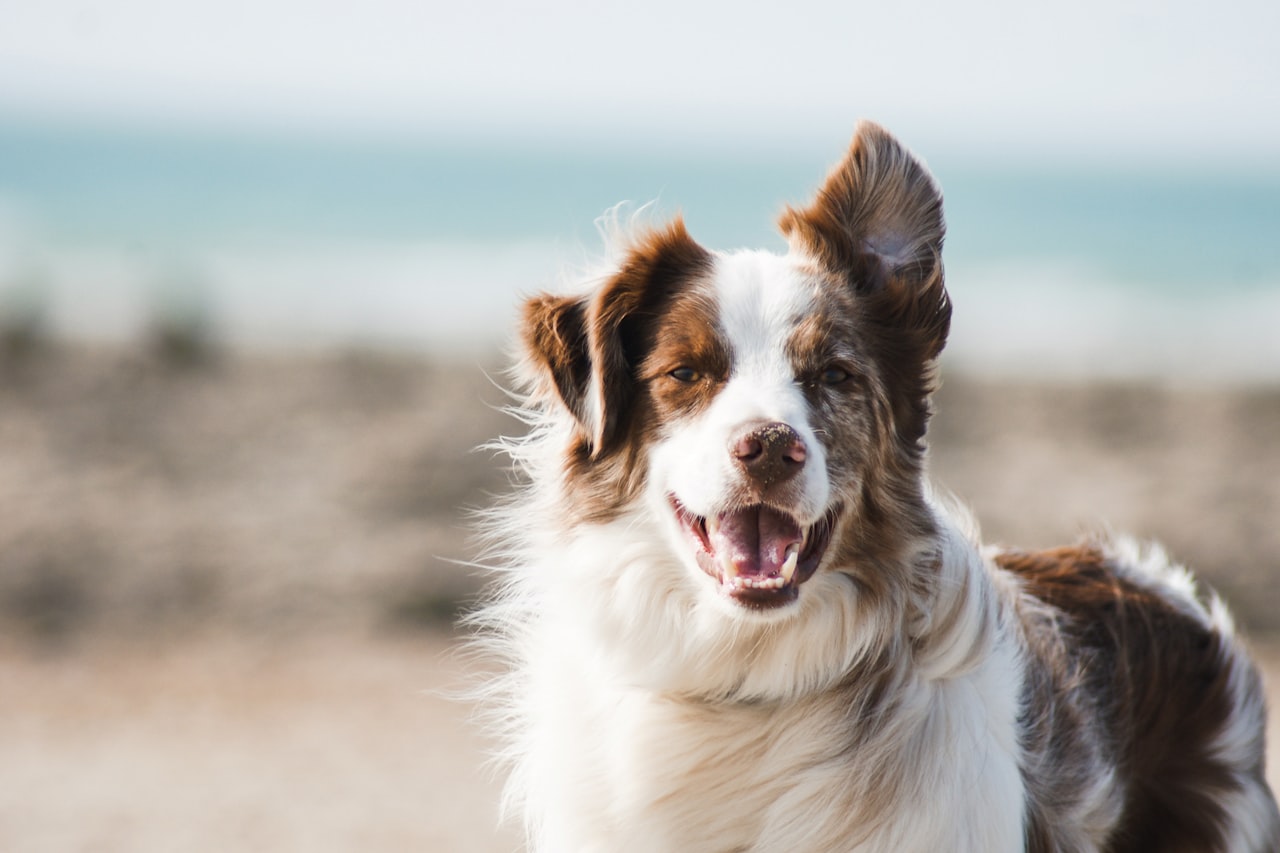 Flea & Tick Control service in Olympia, WA