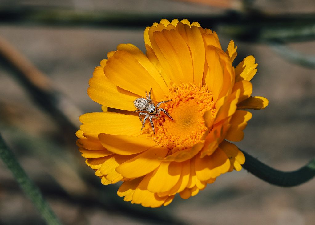 Spider Control service in Olympia, WA